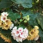 Dombeya burgessiae Цвят
