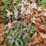 Tiarella cordifolia Flower