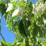 Ipomoea arborescens Pokrój