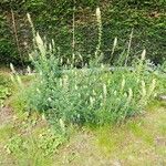 Reseda luteaFlower