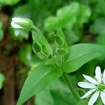 Stellaria aquatica 葉