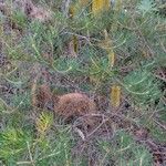 Banksia spinulosa Συνήθη χαρακτηριστικά