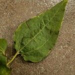 Philadelphus pubescens Leaf