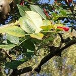 Zanthoxylum piperitum Leaf