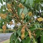Ormosia coccinea Fruit