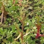 Myosotis laxa Leaf