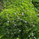 Globularia cordifolia Natur