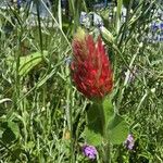 Trifolium incarnatumBlomst