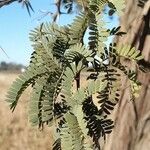 Vachellia erioloba Lehti