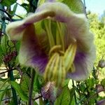 Cobaea scandens Virág