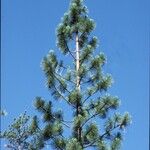 Pinus ponderosa 整株植物