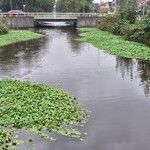 Hydrocotyle ranunculoides Blad