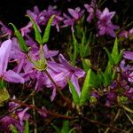 Rhododendron wadanum Листок