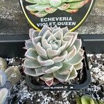 Echeveria colorata Deilen