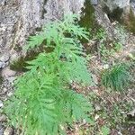 Cirsium alsophilum Habit