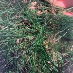 Festuca trachyphylla Habit