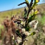 Solidago chilensis 果