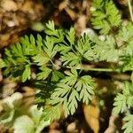 Chaerophyllum tainturieri Лист