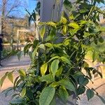 Pandorea jasminoidesЛист