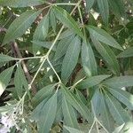 Vitex agnus-castus পাতা