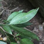 Zygia longifolia Leaf