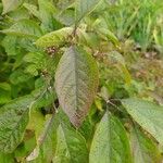 Callicarpa japonica Frunză