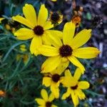 Coreopsis tripteris Fleur