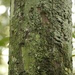 Cathedra acuminata Bark