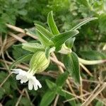 Silene latifolia Blatt