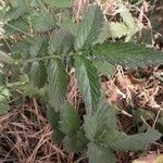 Agrimonia eupatoria Φύλλο