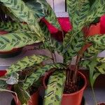 Calathea lancifolia Hábito