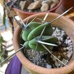 Myrtillocactus geometrizans Blatt