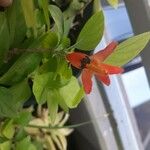 Ruttya fruticosa Flor