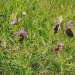 Ophrys bertoloniiKukka