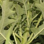 Verbesina turbacensis Likasa