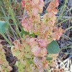 Rumex vesicarius Froito