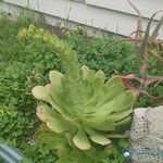 Aeonium undulatum Лист