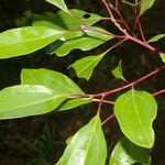 Cinnamomum brenesii