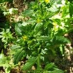 Potentilla norvegica Hoja