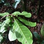 Anacardium amapaense Leaf