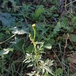 Bidens subalternans 葉