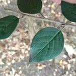 Cotoneaster zabelii Blad