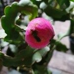 Epiphyllum hookeri Fruit