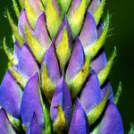 Lupinus polyphyllus Kvet