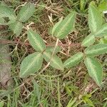 Desmodium uncinatum Leaf