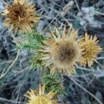 Carlina corymbosa Frucht