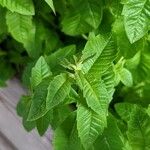 Aloysia citriodora Blad