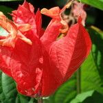 Ruellia chartacea Flower