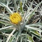 Carlina tragacanthifolia Blodyn