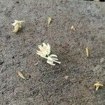 Tilia americana 花